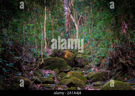 Dry temporary creek in the Atlantic Forest Biome of Brazil in the dry  season, showing rocks covered with moss Stock Photo - Alamy