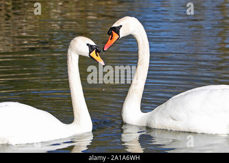 pair of mute swans making a heart shape close up Latin name Cygnus olor family anatidae swimming on a pond in the University Parks in Oxford, England Stock Photo