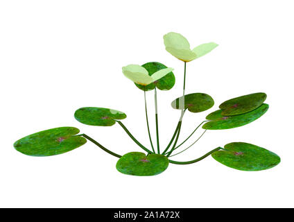 3D rendering of a Hydrocharis morsus-ranae, or frogbit plant isolated on white background Stock Photo