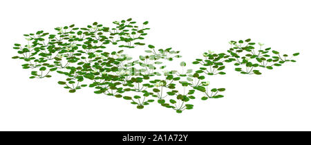 3D rendering of a Hydrocharis morsus-ranae, or frogbit plant isolated on white background Stock Photo