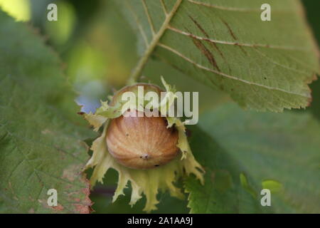 A hazelnut ripening  between tree leaves in autumn Stock Photo