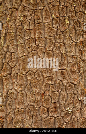 Western white pine bark, Rogue River National Forest, Oregon Stock Photo