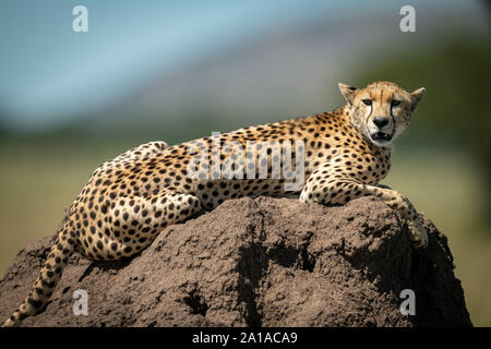 Cheetah lies on termite mound eyeing camera Stock Photo