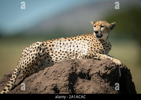 Cheetah lies on termite mound looking round Stock Photo