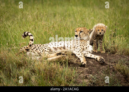Cheetah lies on termite mound with cub Stock Photo