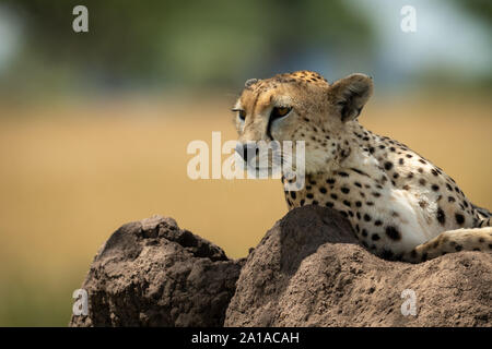 Cheetah lies on termite mound looking back Stock Photo