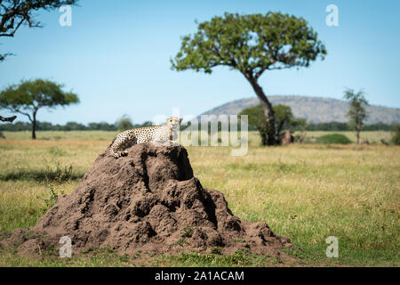 Cheetah lies on termite mound watching camera