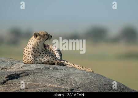 Cheetah lies yawning on rock in savannah Stock Photo