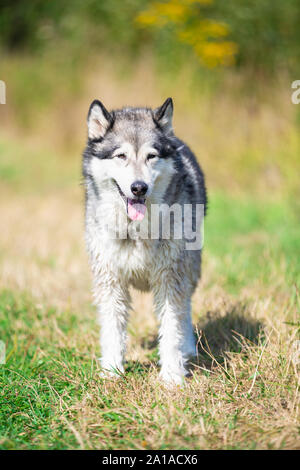 Portrait of beautiful dog breed Alaskan Malamute Stock Photo