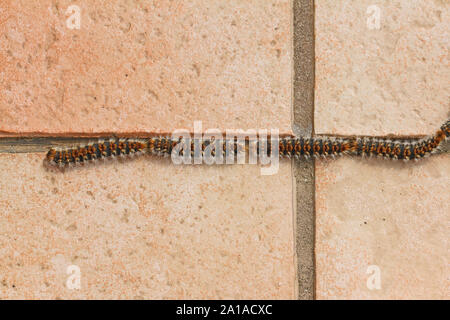 pine processionary caterpillars Latin name thaumetopoea pityocampa thaumetopoeidae crawling or processioning close to across a patio in Italy Stock Photo
