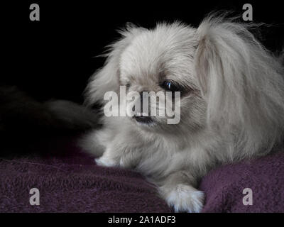 portrait of pekinese dogs with black background Stock Photo