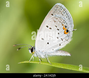 Tiny Eastern Tailed Blue butterfly resting on a blade of grass against summer green background Stock Photo