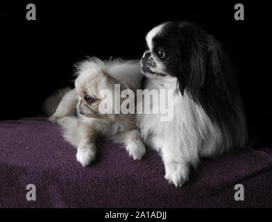 portrait of pekinese dogs with black background Stock Photo