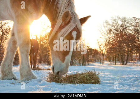 Belgian Draft horse eating his hay in snow against bright winter sunrise Stock Photo