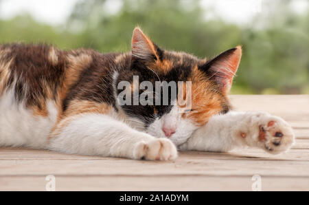 Calico cat sleeping peacefully on a wooden porch Stock Photo