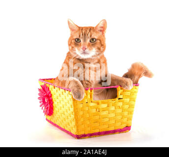 Ginger tabby cat sitting in a yellow basket with a smug look on his face, on white background Stock Photo