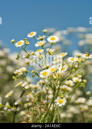 Prairie Fleabane flowering against blue summer sky Stock Photo
