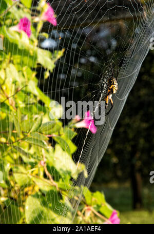 Female Argiope aurantia, Yellow Garden Spider, in her large web covered in dew after a foggy night, in morning sun Stock Photo