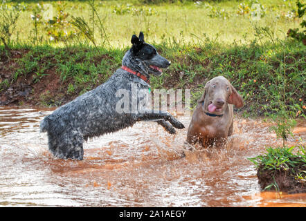 Two dogs in the middle of a muddy pond, playing hard; focus on the black and white dog Stock Photo
