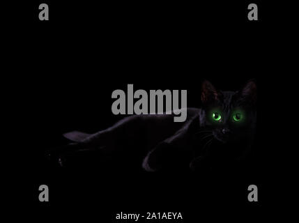 Black cat in the shadows with eyes glowing in green; looking at the viewer. Copy space on top for your spooky message. Stock Photo