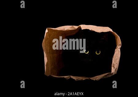 Bright yellow eyes of a black cat shining in the darkness, hiding in the shadows of a paper bag, isolated on black; with copy space