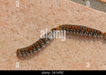 pine processionary caterpillars Latin name thaumetopoea pityocampa thaumetopoeidae crawling or processioning close to across a patio in Italy Stock Photo
