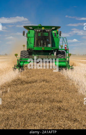 Canola harvest on the Froese farm near Winkler, Manitoba, Canada.