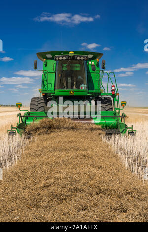 Canola harvest on the Froese farm near Winkler, Manitoba, Canada.