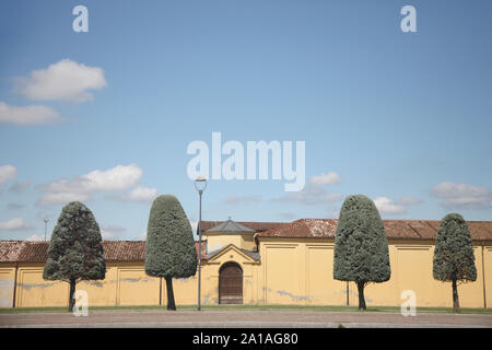 Trees with crown shape in the form of a rounded cone against the background of the old wall Stock Photo