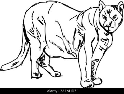 Puma drawing, illustration, vector on white background. Stock Vector