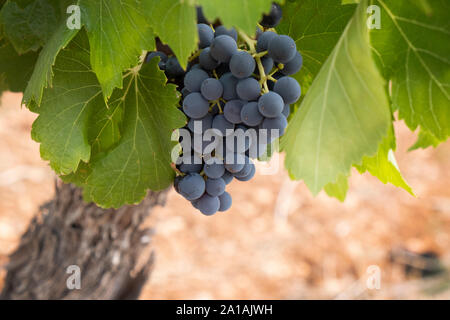 Closeup of grapes growing on vine, pinot noir growing in the Languedoc region of France, with characteristic red soil Stock Photo