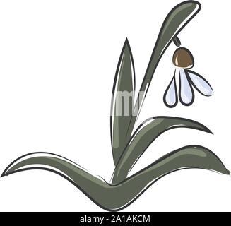 Snowdrops, illustration, vector on white background. Stock Vector
