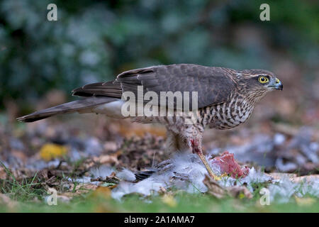 Sparrowhawk (Accipiter nisus) eating a Wood Pigeon (Columba palumbus) Stock Photo