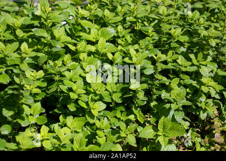 lemon balm or melissa officinalis plant in the autumn sun, balm mint or common balm green leaves Stock Photo