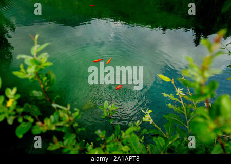Image Of Colorful Koi Fish Stock Photo 227096153 Alamy