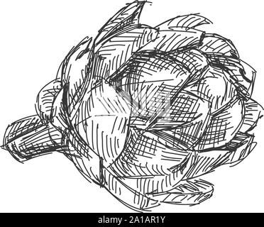 Artichoke drawing, illustration, vector on white background. Stock Vector