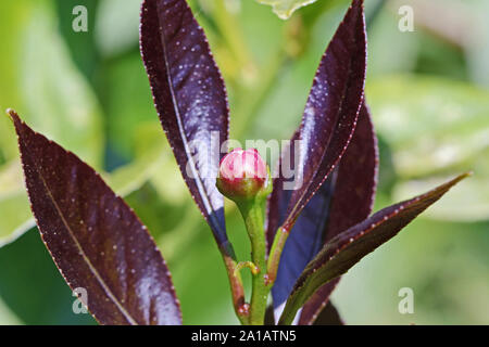 new growth and a flower bud on a lemon tree in springtime in Italy Stock Photo