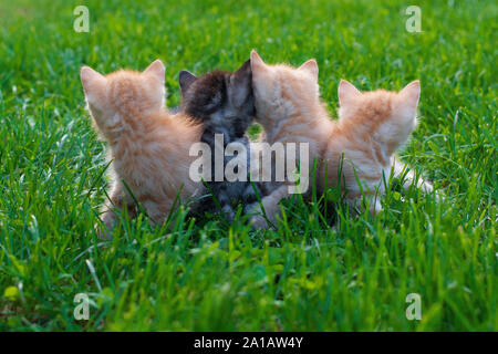 Little monthly fluffy red kittens for the first time walk in the green grass. Rear view, horizontal photo on a sunny summer day.