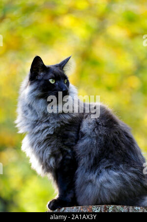 A Norwegian forest cat in autumnal forest. Leaves in trees are turning yellow  and will be falling down Stock Photo