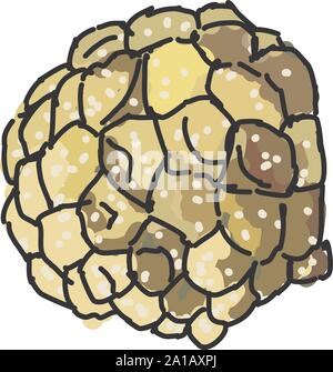 Custard apple, illustration, vector on white background. Stock Vector