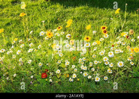 Wildfowers in field, near Braunton, Devon, England, United Kingdom Stock Photo