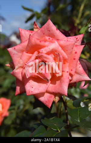 Coral Rose Blossom with Water Drops on the Petals - Beautiful Garden Stock Photo