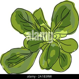 Green mache, illustration, vector on white background. Stock Vector