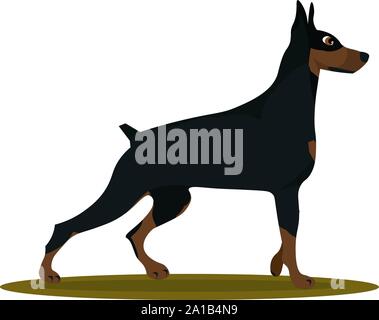 Doberman, illustration, vector on white background. Stock Vector