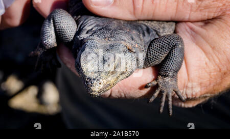 A Chuckwalla (Sauromalus ater) getting hold in the Mojave desert, USA Stock Photo