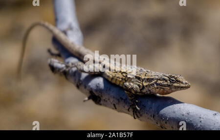 A long-tailed brush lizard (Urosaurus graciosus) on a tree branch in the Mojave desert, USA Stock Photo