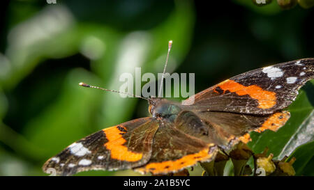 Red Admiral butterly, Vanessa Atlanta, with open wings feeding on ivy flower Stock Photo