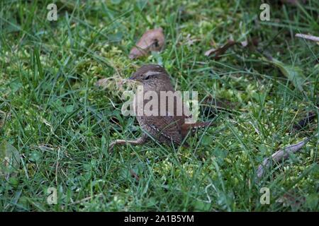Northern Wren (Troglodytes troglodytes), collecting moss for nest-building at a cemetery at Bocholt, Germany
