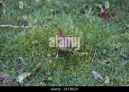 Northern Wren (Troglodytes troglodytes), collecting moss for nest-building at a cemetery at Bocholt, Germany