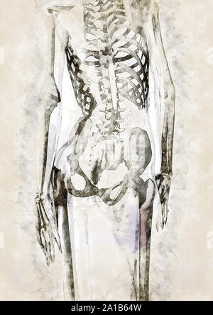 Digital artistic Sketch of the human Anatomy, based on own 3D Rendering, Property Release not required. Stock Photo